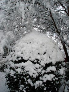 snow-holly-bush-100213