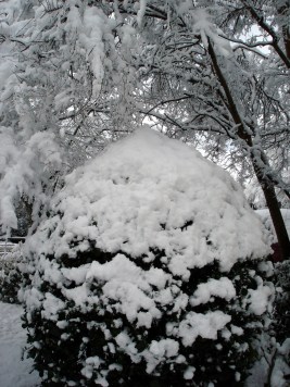 snow-holly-bush-100213