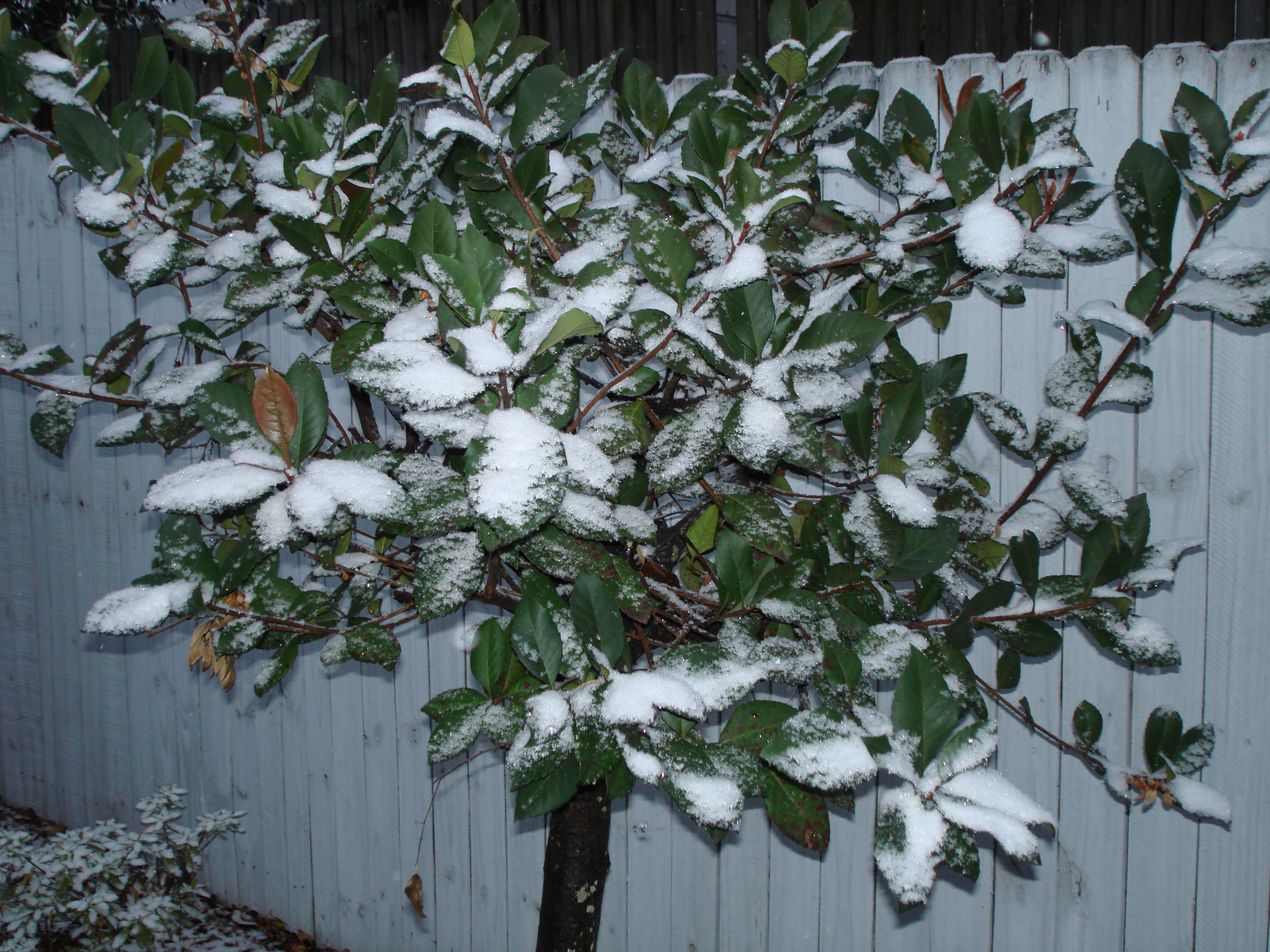 snow-on-small-tree-101226