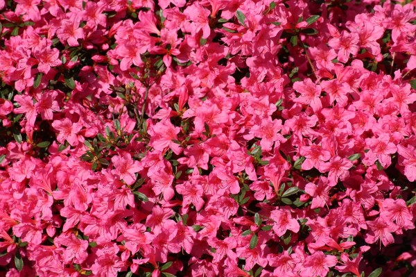 Deep pink azalea blooms