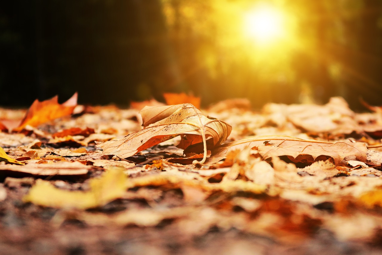 Sun rising over a bed of fallen leaves