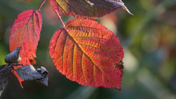 red and orange autumn leaves