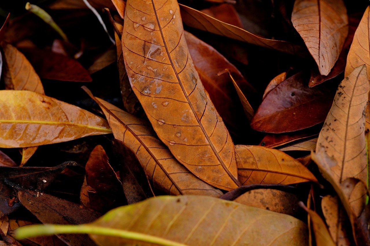 Brownish fall leaves with water droplets